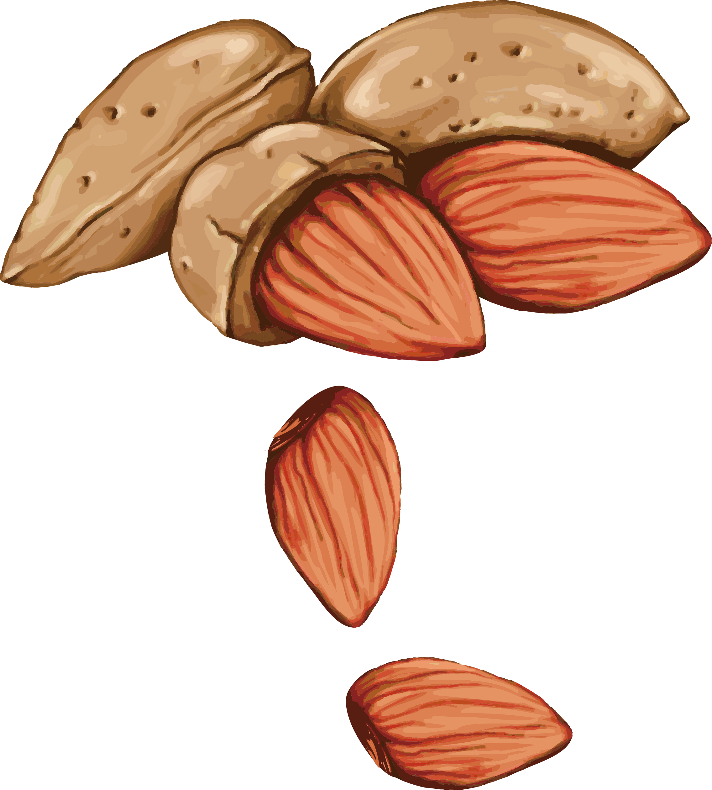 Walnut Tree Clipart