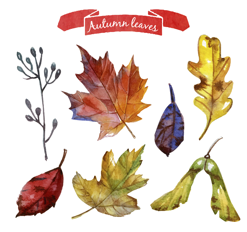 Autumn Leaves Watercolor Clipart