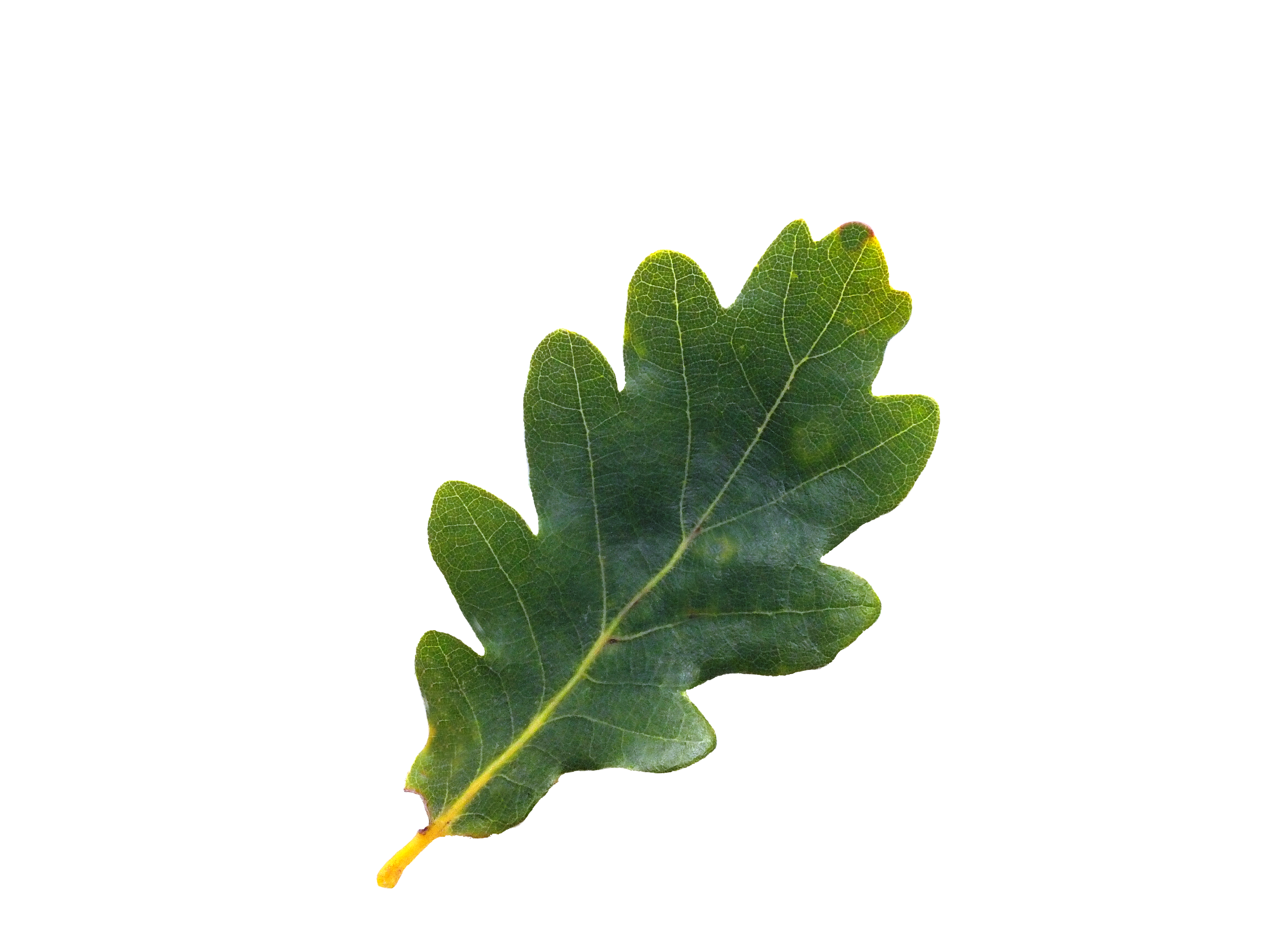 Oak Tree Leaf Clipart
