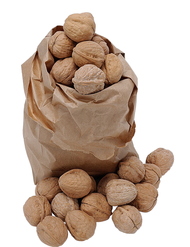 Walnut Tree Clipart