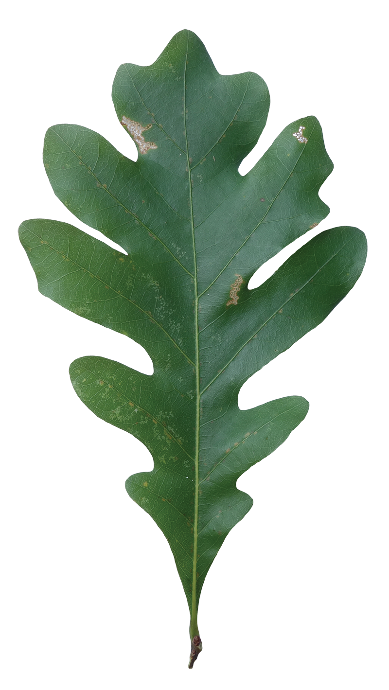 Oak Tree Leaf Clipart