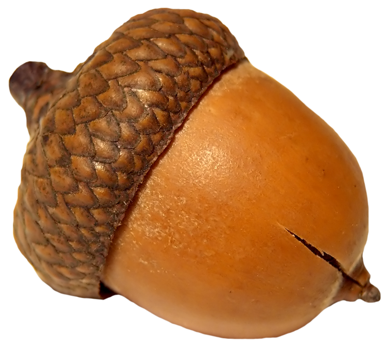 Acorn Acorn Clipart