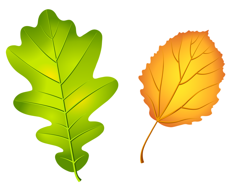 Oak Tree Drawing Clipart