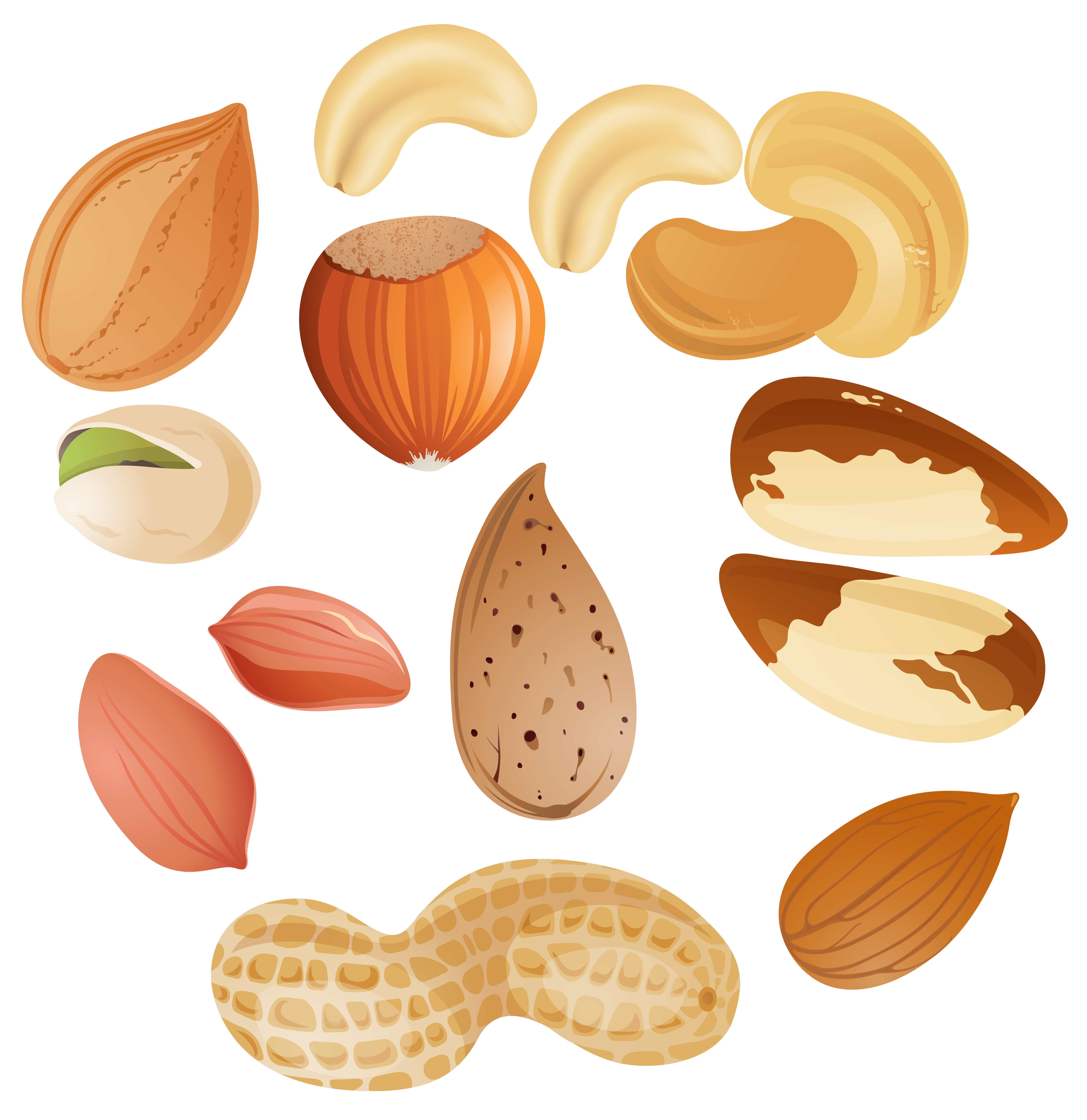 Cashew Tree Clipart
