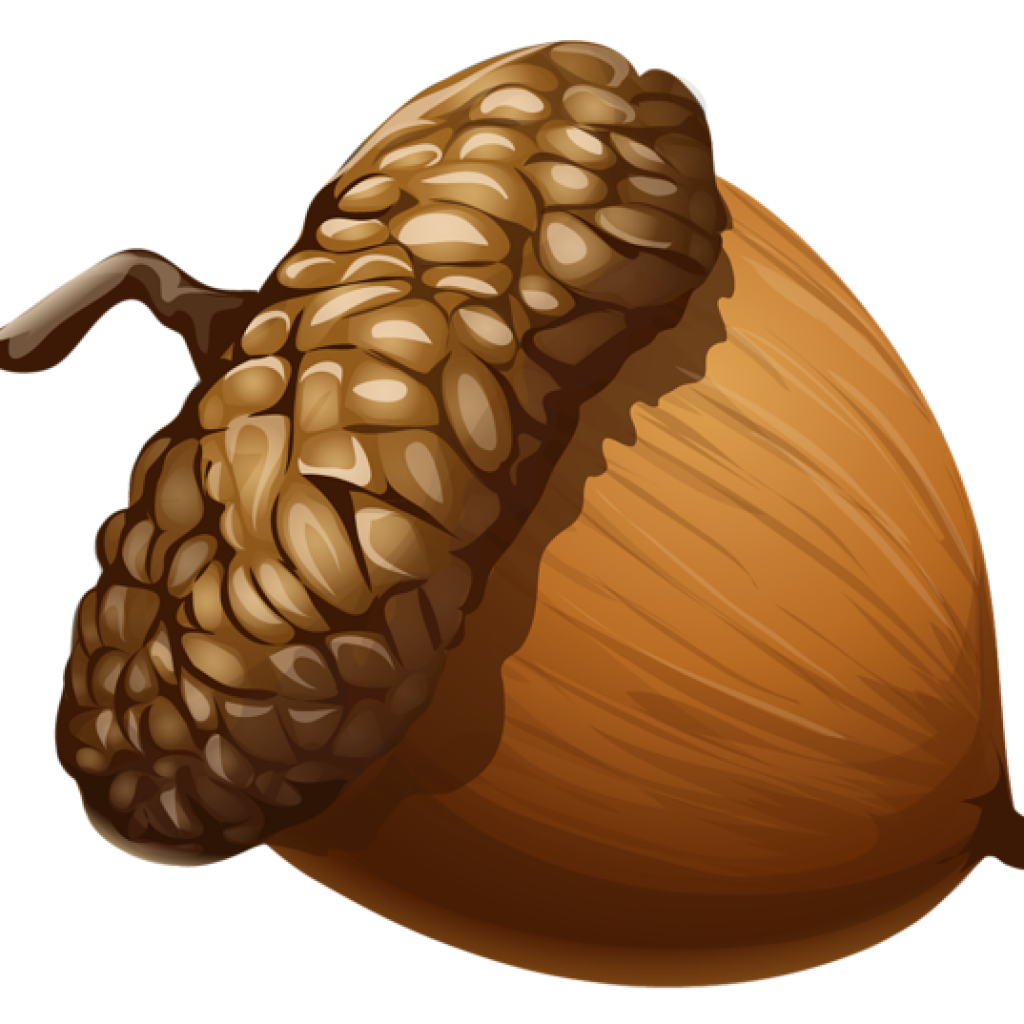 Acorn Food Clipart