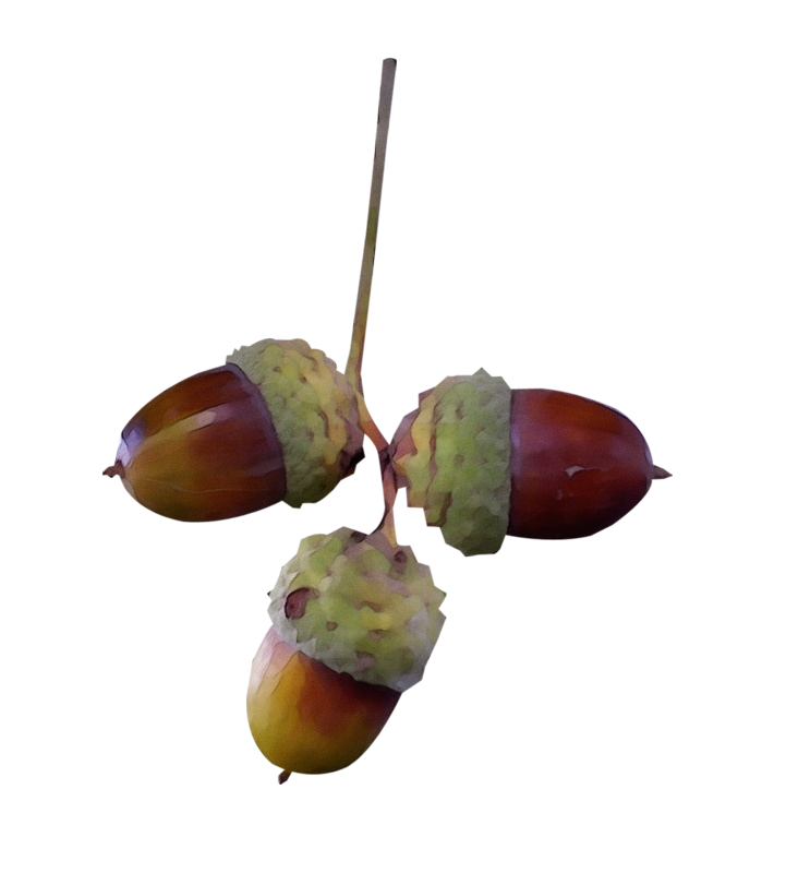 plant tree acorn nut chestnut Clipart