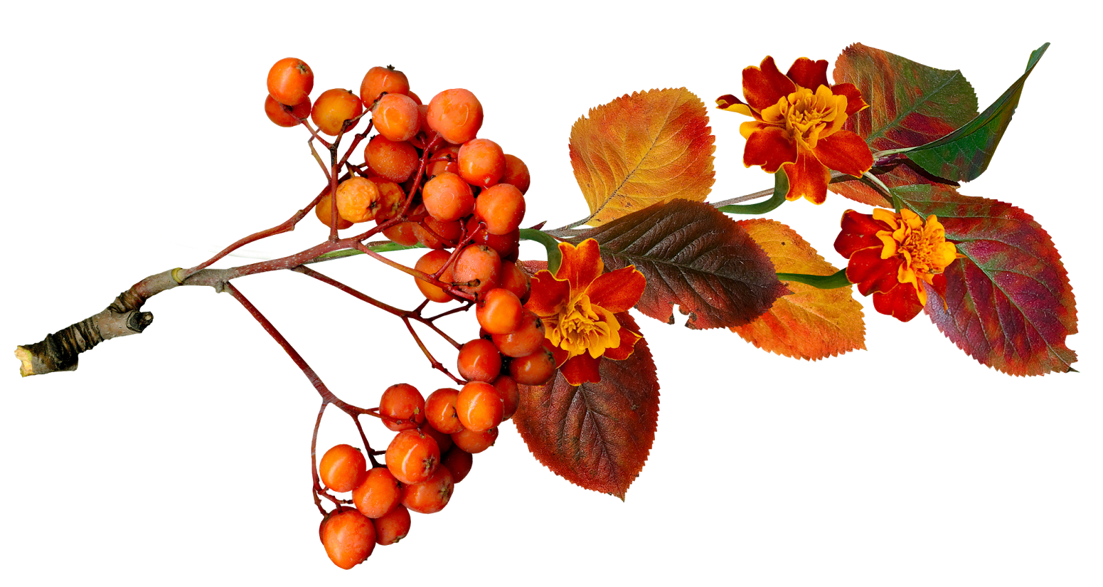 Autumn Branch Clipart