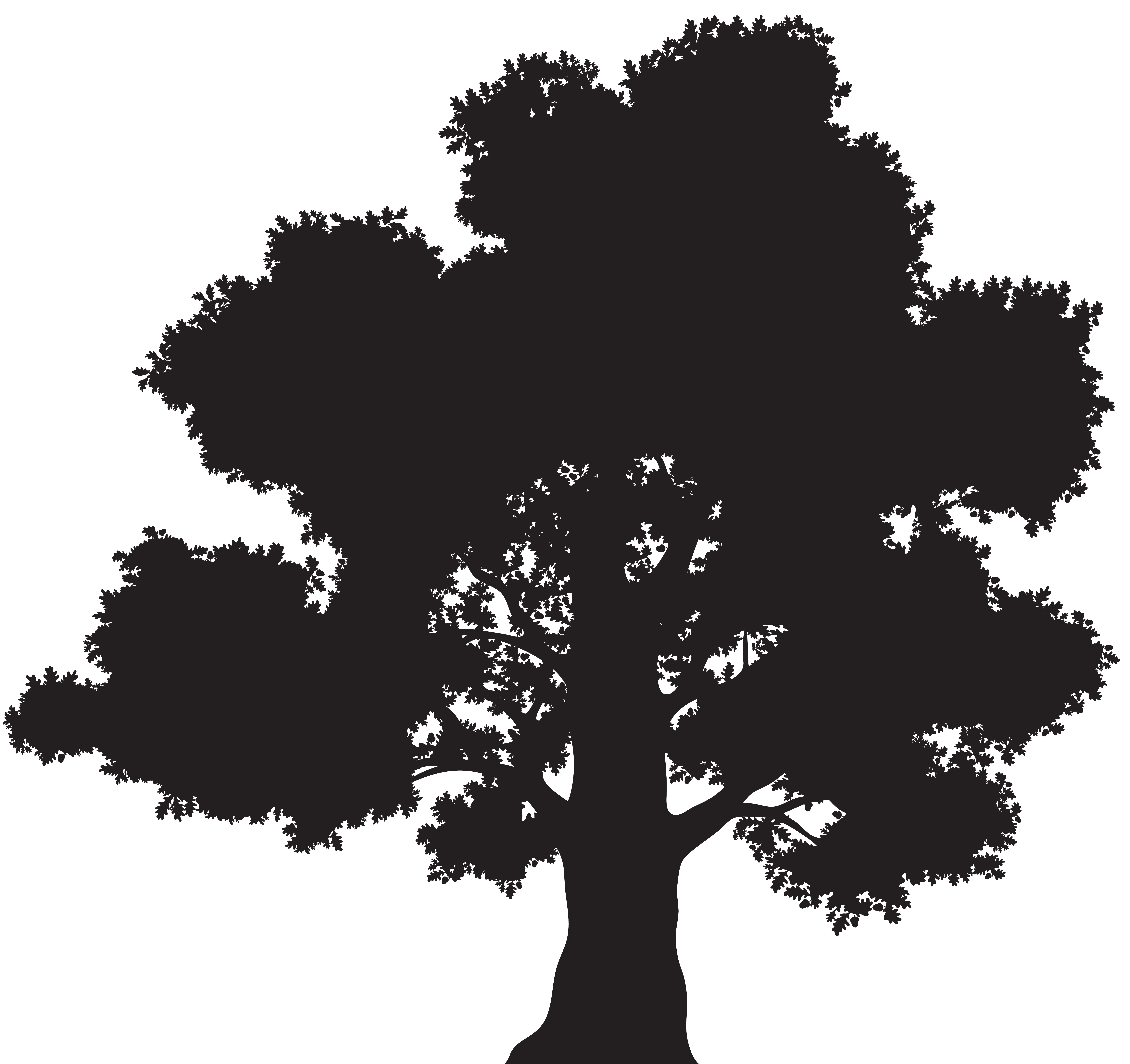 Oak Tree Drawing Clipart