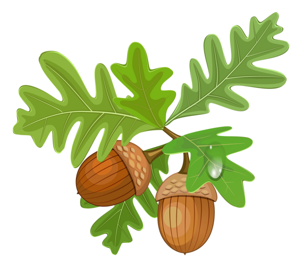 Oak Tree Drawing Clipart