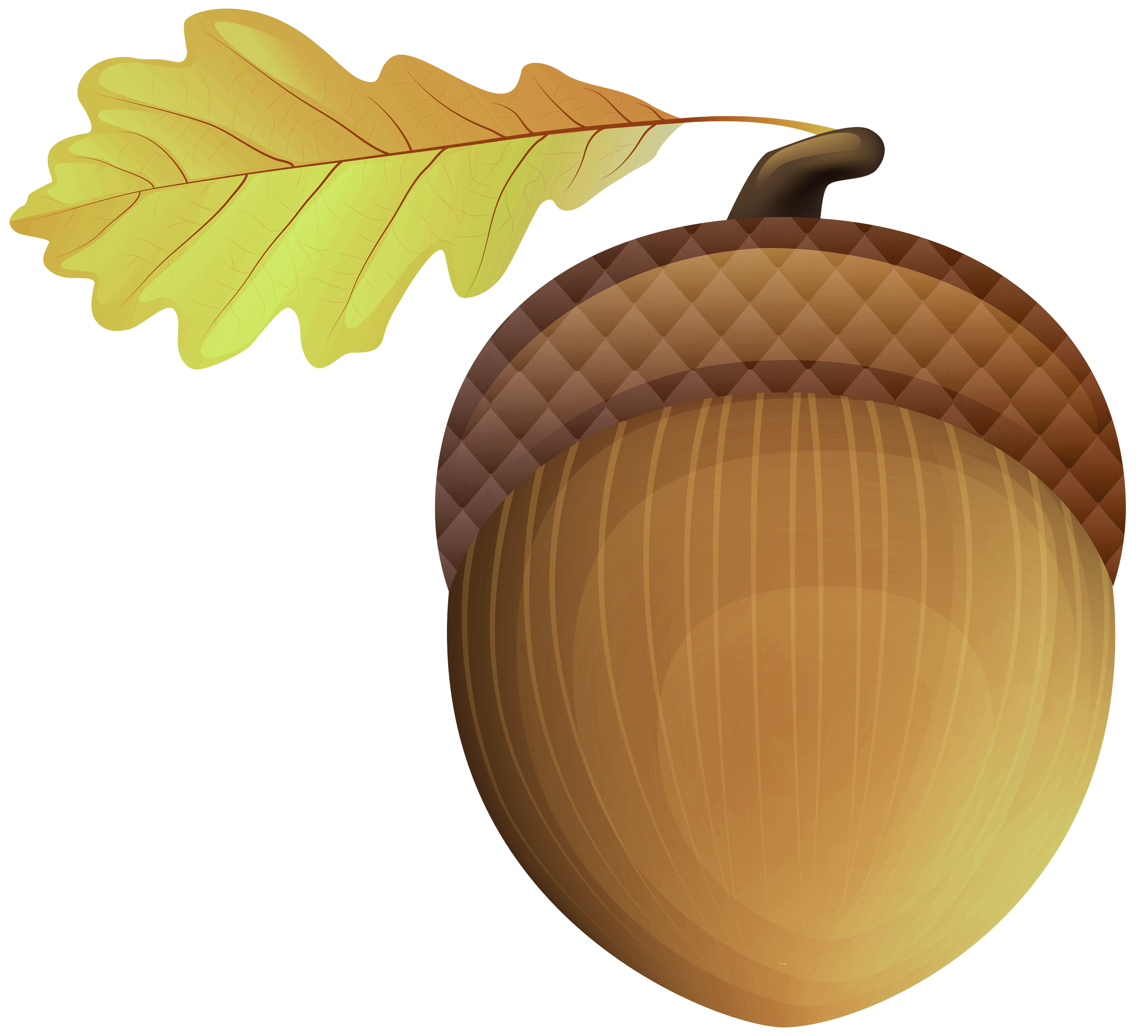 leaf acorn tree plant nut Clipart