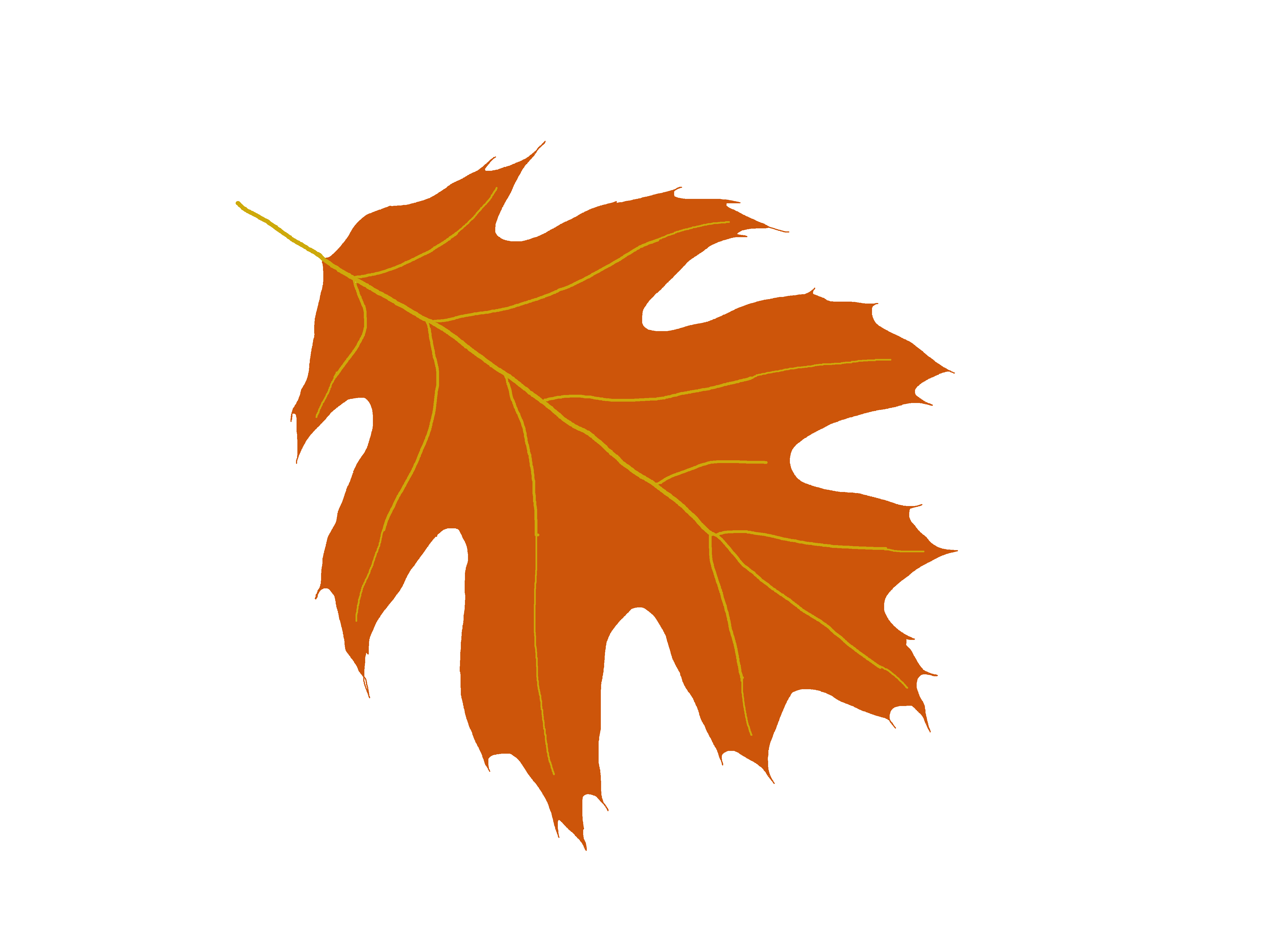 Oak Tree Drawing Clipart