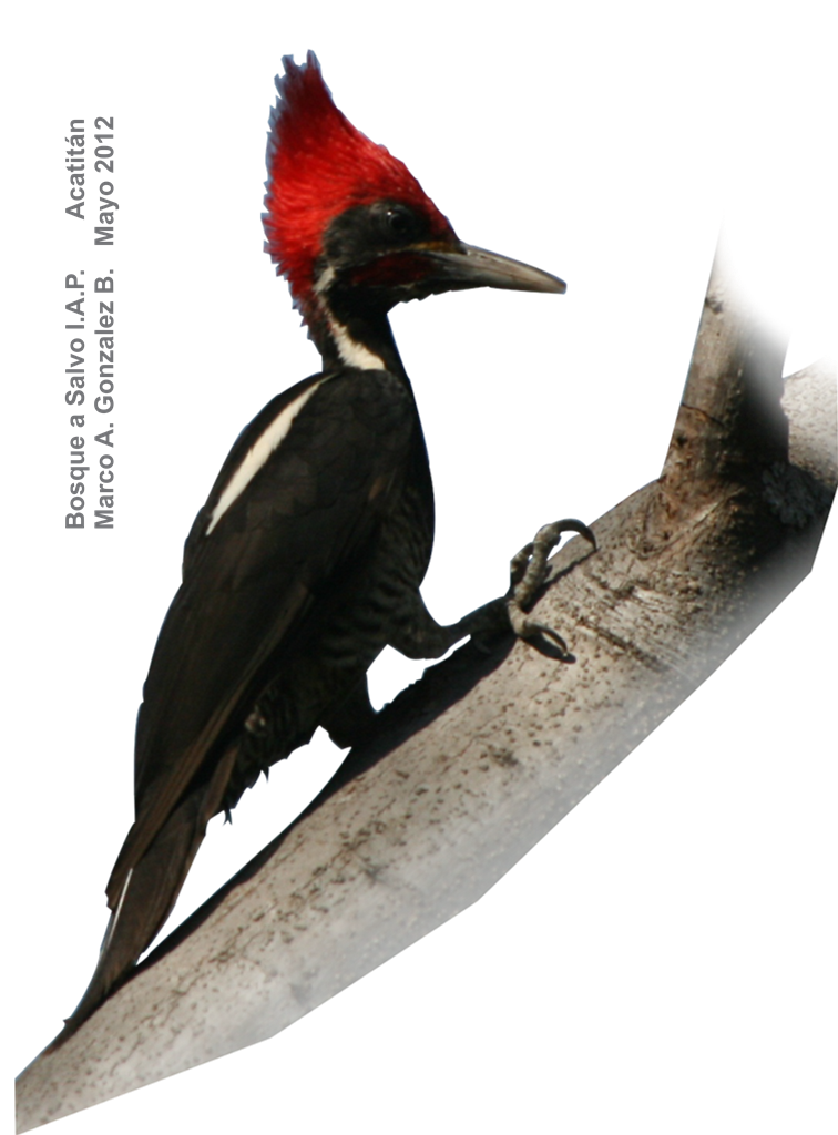 Hornbill Bird Clipart