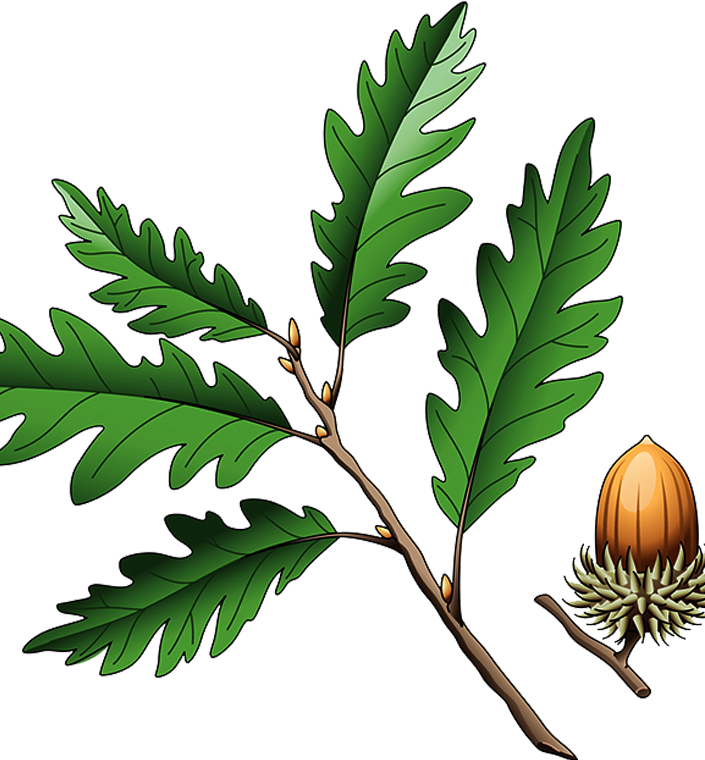 Oak Tree Silhouette Clipart