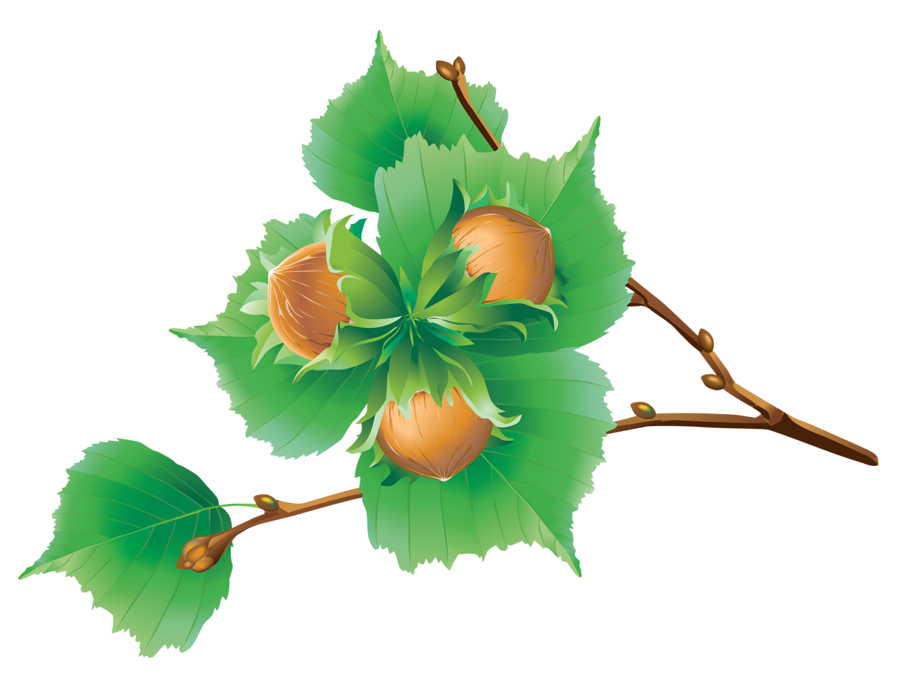 Walnut Tree Clipart