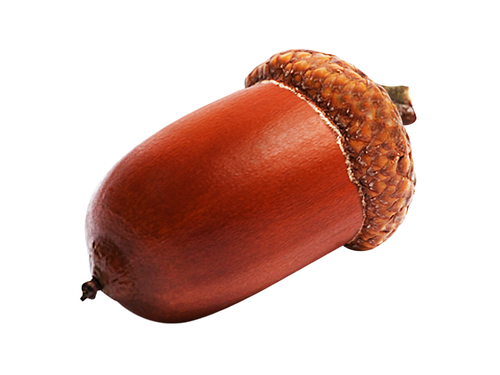 Acorn Cervelat Clipart