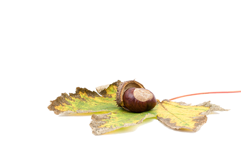Autumn Fruit Clipart