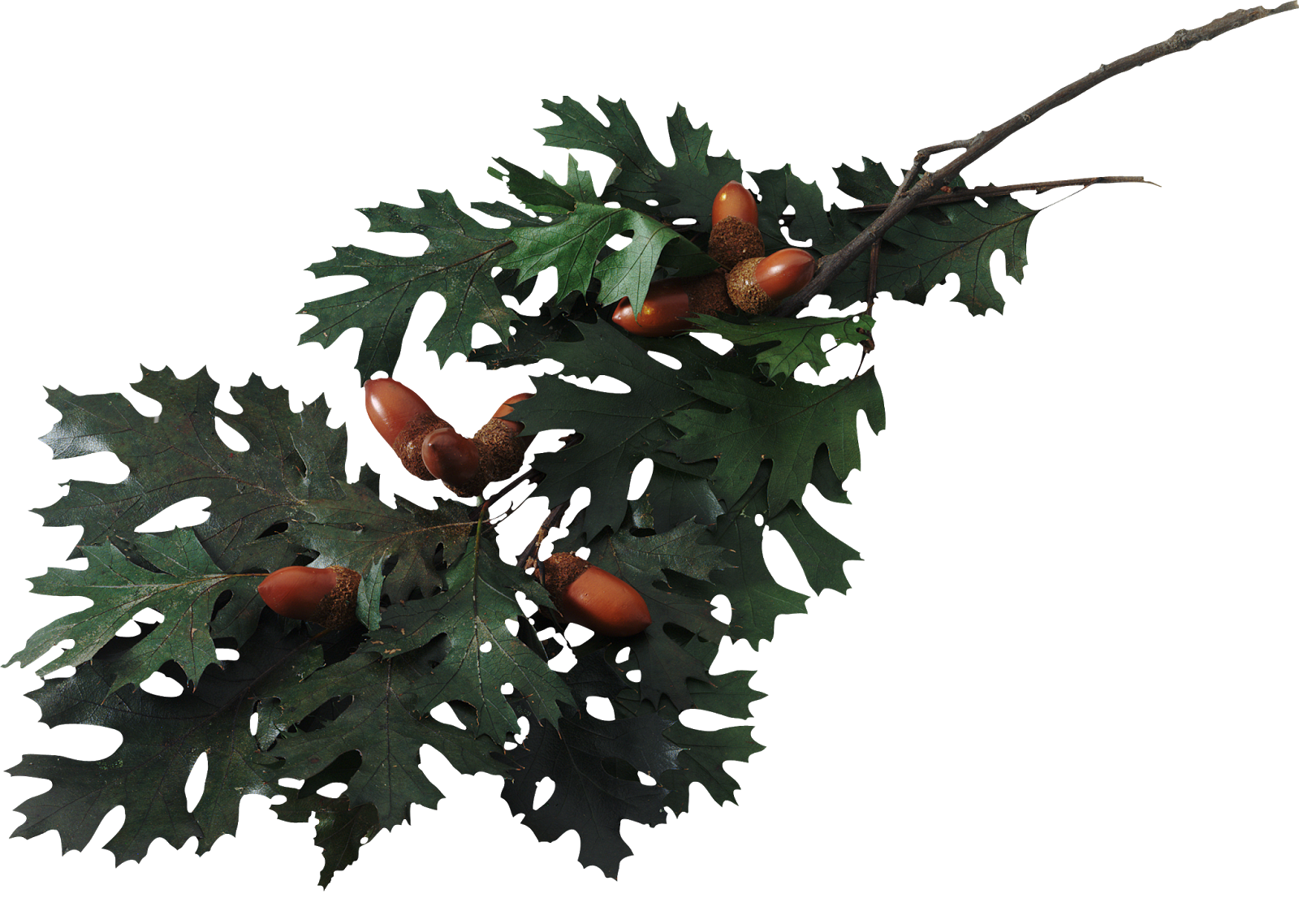 Oak Tree Leaf Clipart