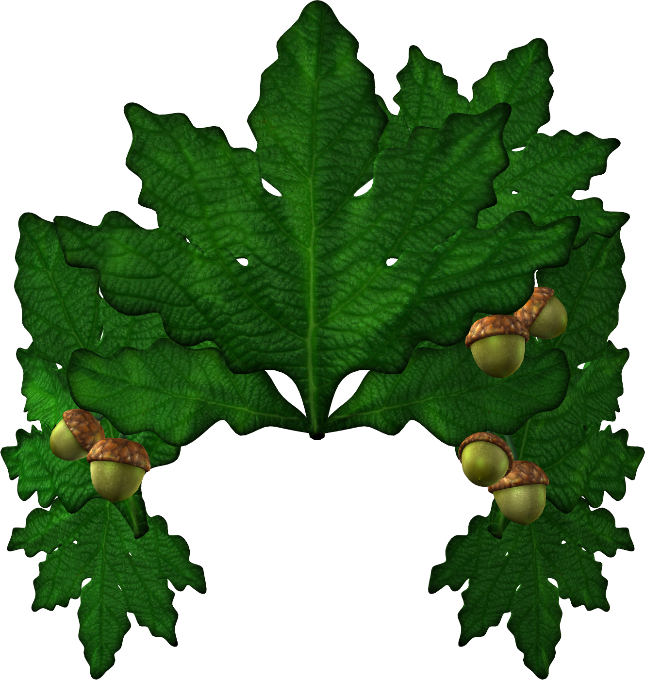 Oak Tree Leaves Clipart