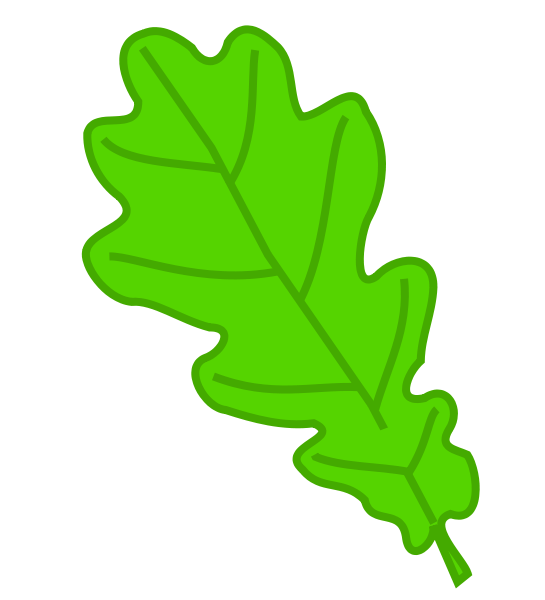 Oak Tree Drawing Clipart