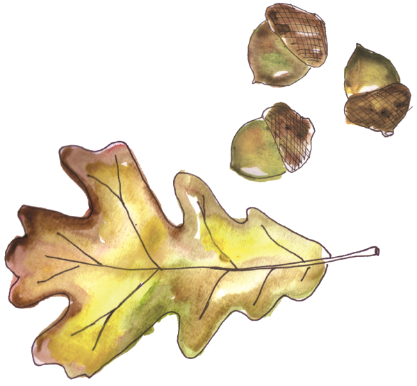 Oak Tree Leaf Clipart