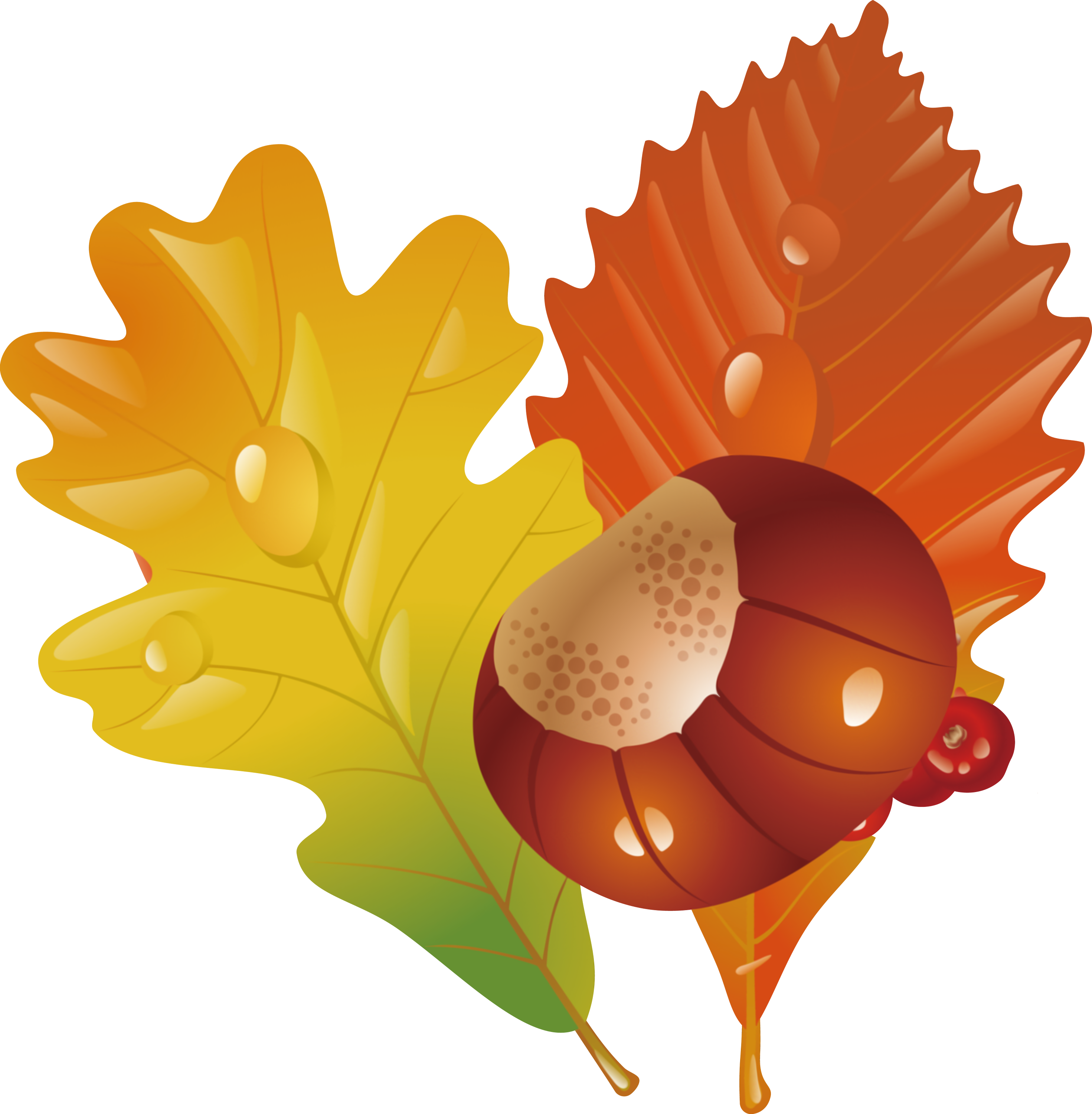 leaf acorn plant Clipart