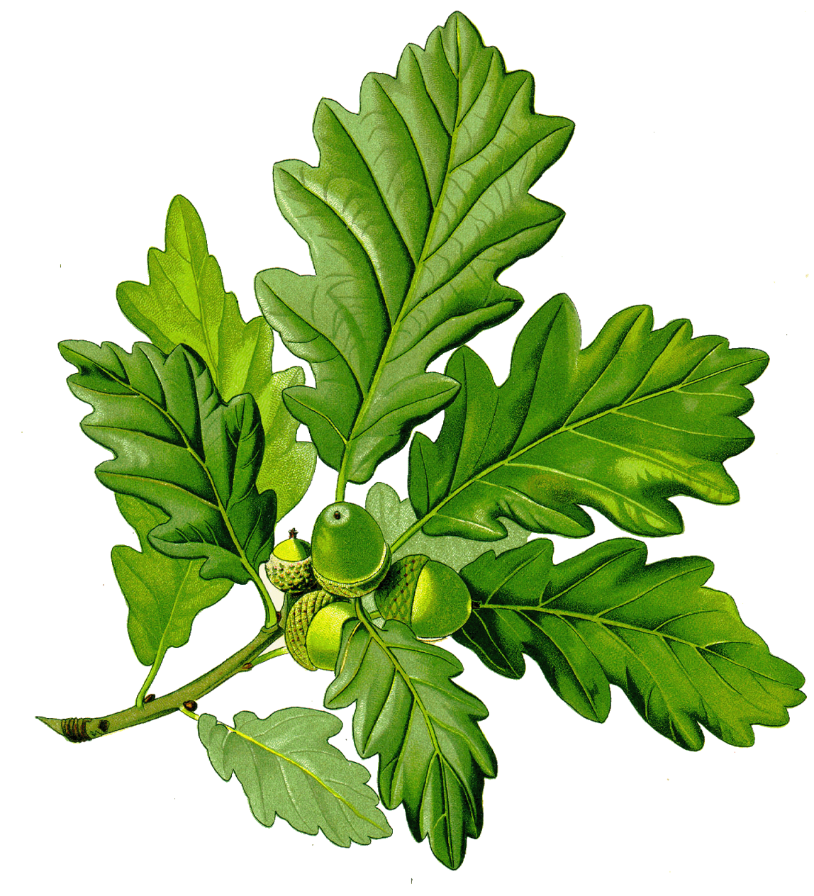 Oak Tree Leaf Clipart