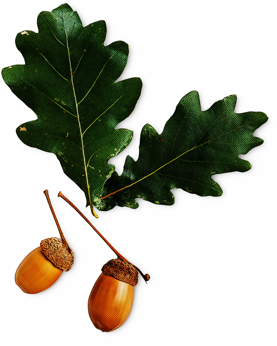 Plane Clipart