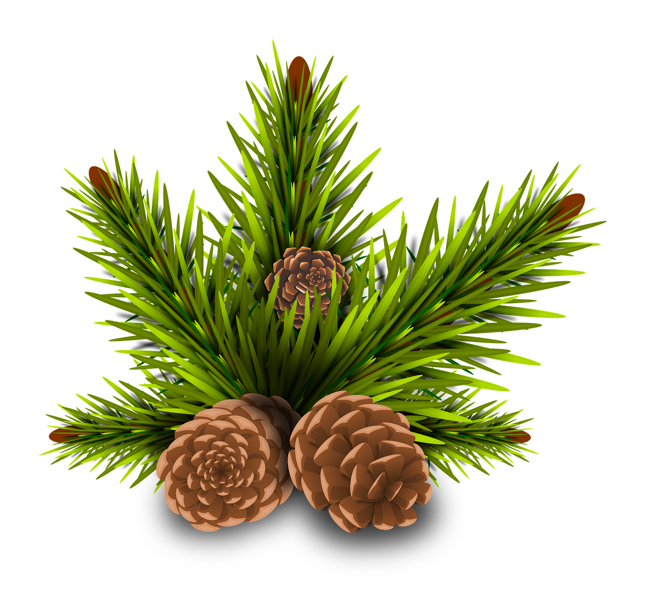 Christmas Tree Branch Clipart