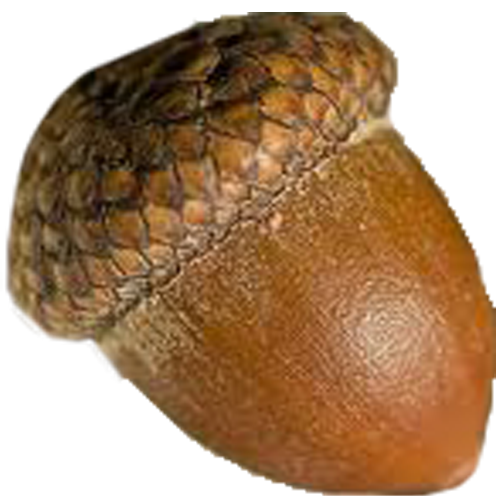 Acorn Cockle Clipart
