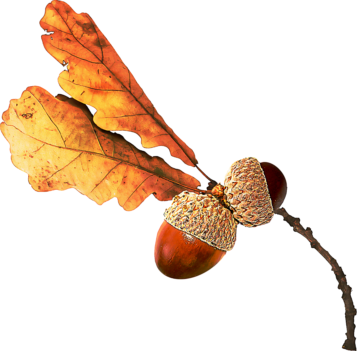 leaf tree acorn plant nut Clipart