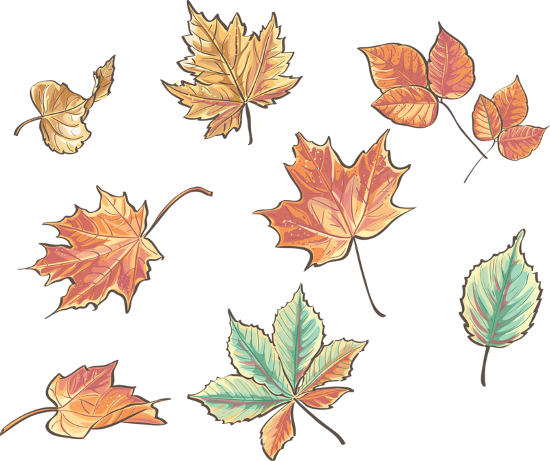 Autumn Leaf Drawing Clipart