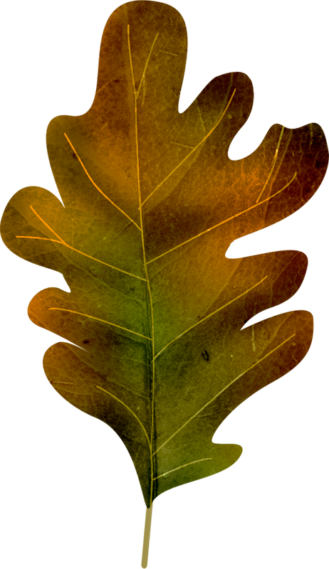 Oak Tree Leaf Clipart