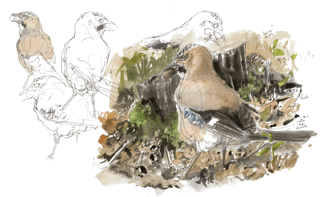 Family Tree Background Clipart