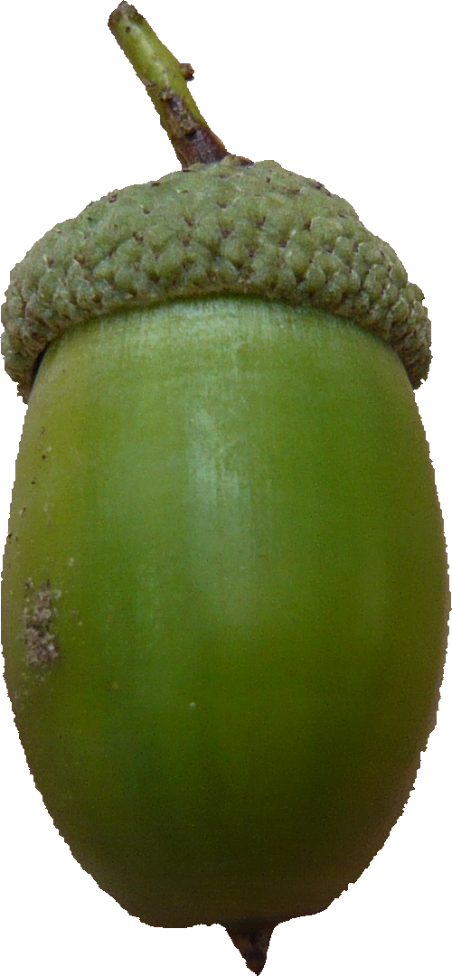 Fruit Cartoon Clipart