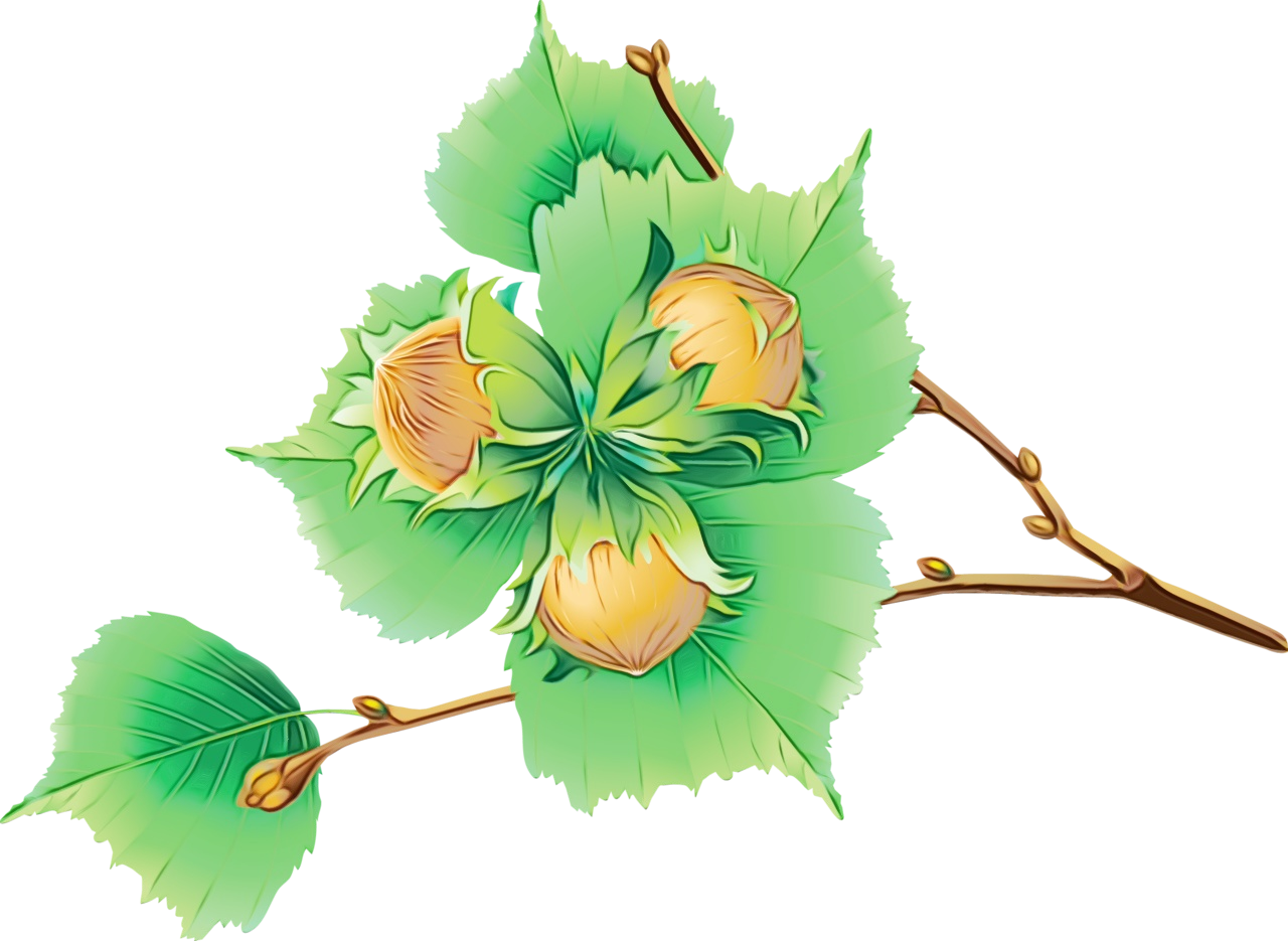 Flower Watercolor Clipart