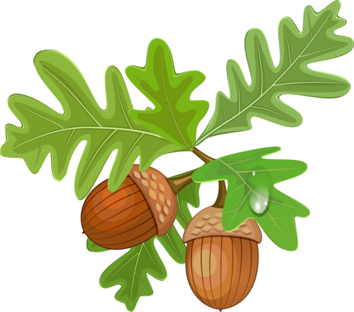 Oak Tree Leaf Clipart