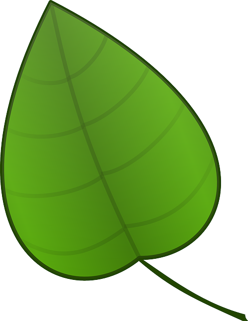 Autumn Leaf Drawing Clipart