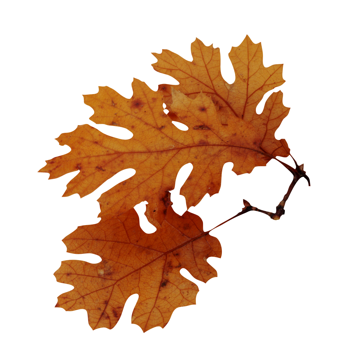 Oak Tree Leaf Clipart