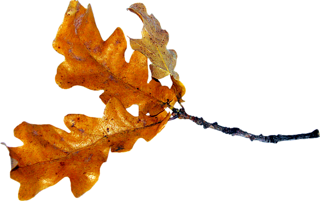Oak Tree Drawing Clipart