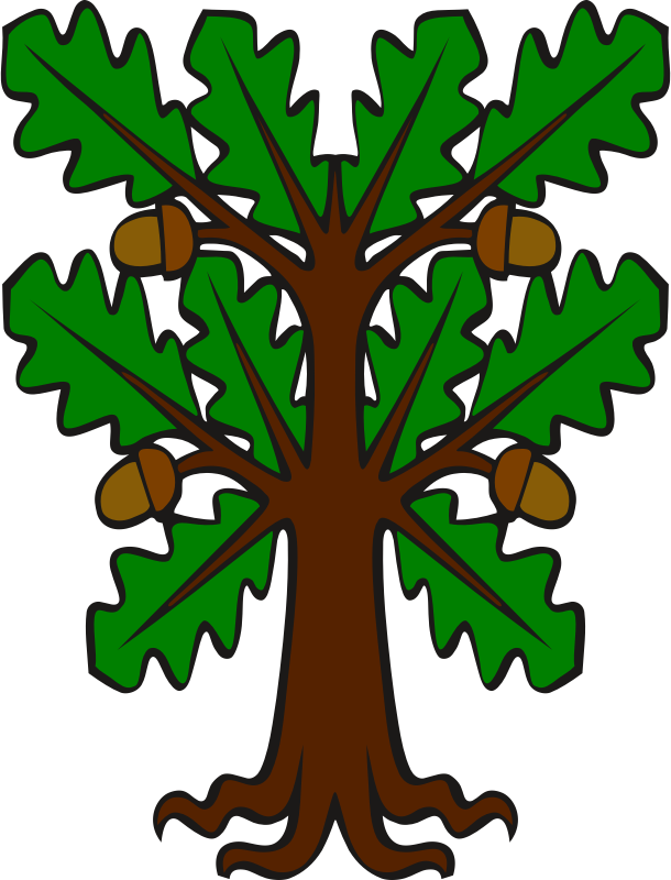Oak Tree Drawing Clipart