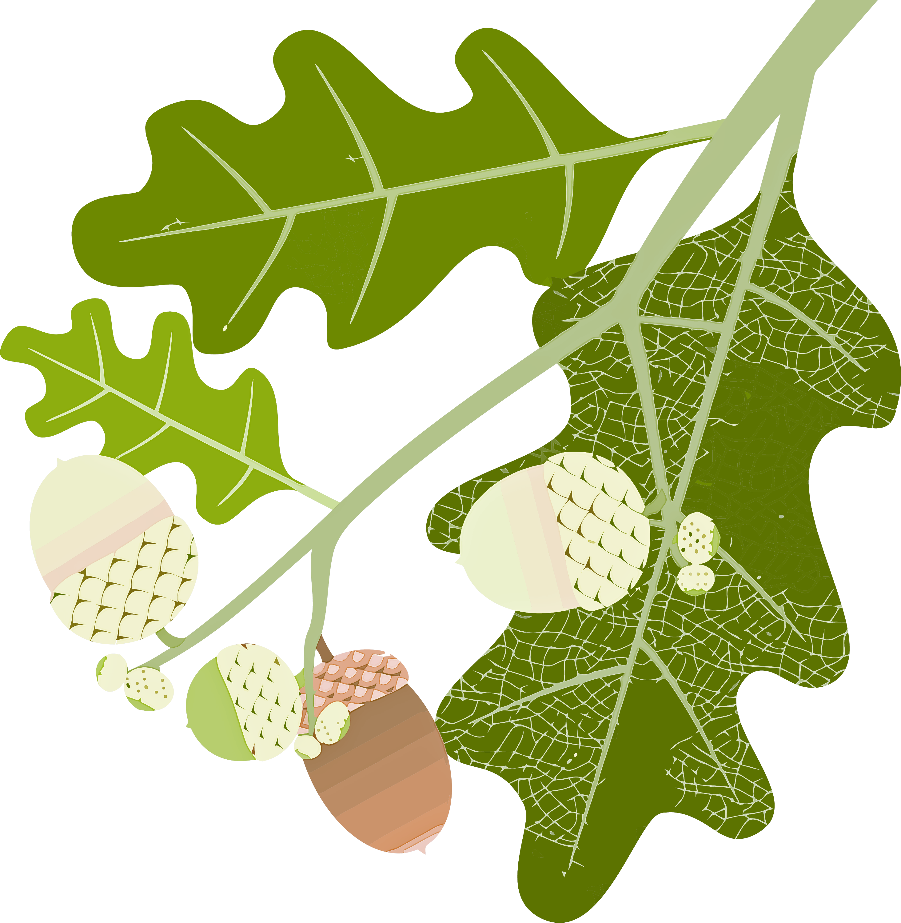 acorn autumn Clipart