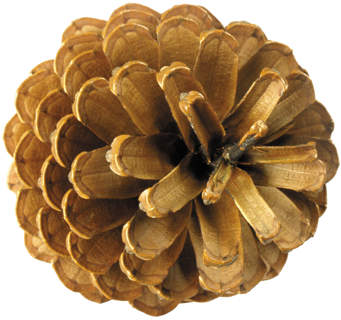 Conifer Cone Material Clipart
