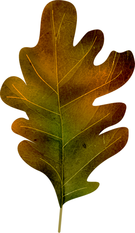 Oak Tree Leaf Clipart