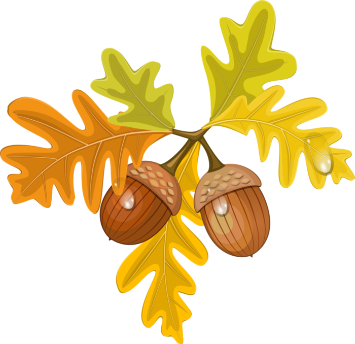 Conifer Tree Clipart