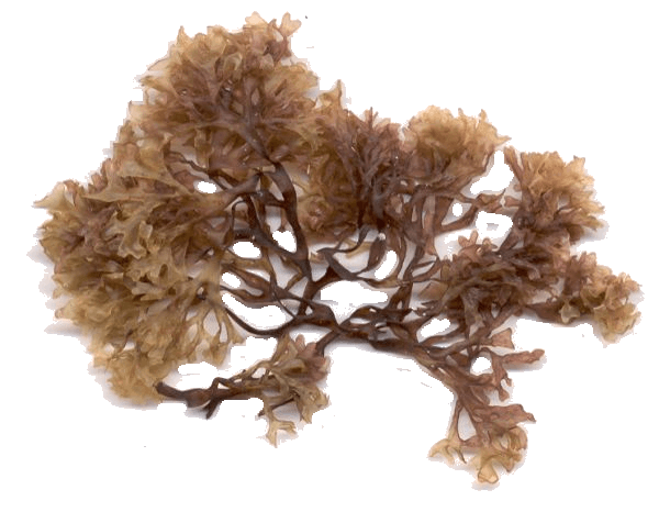 Seaweed Cartoon Clipart