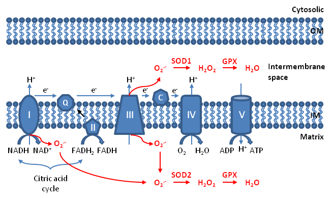Reactive Oxygen Species Blue Clipart