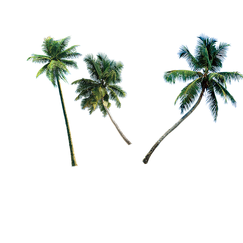 Cartoon Palm Tree Clipart