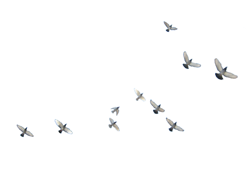 Bird Parrot Clipart