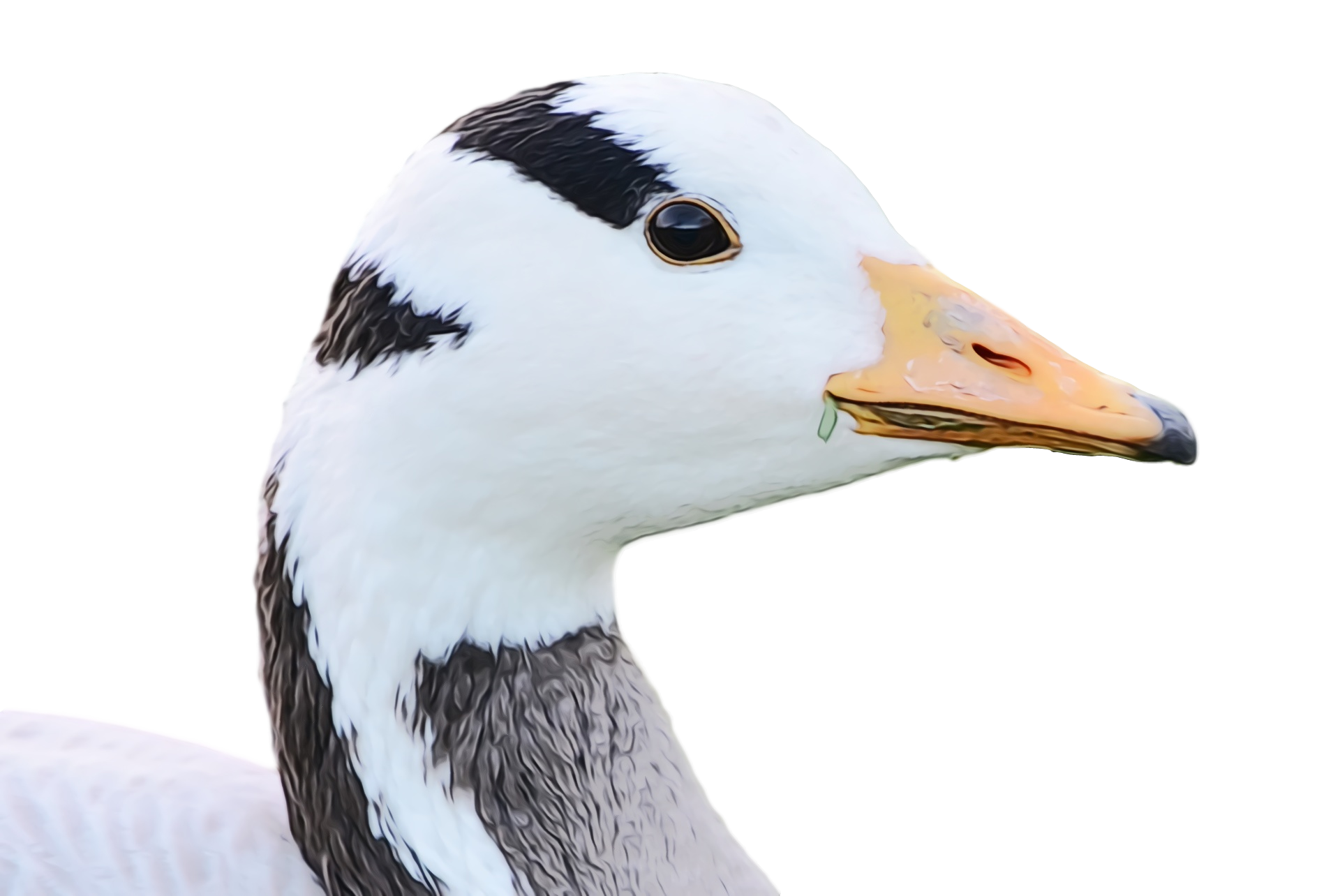 bird beak goose duck water bird Clipart