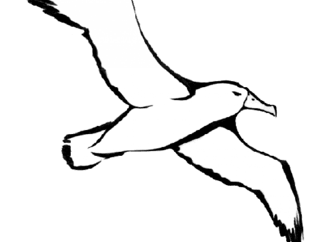 Bird Line Drawing Clipart